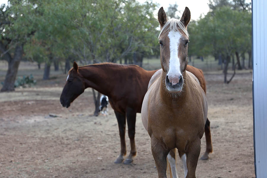 horses-at-our-trauma-and-addiction-treatment-facility.jpg