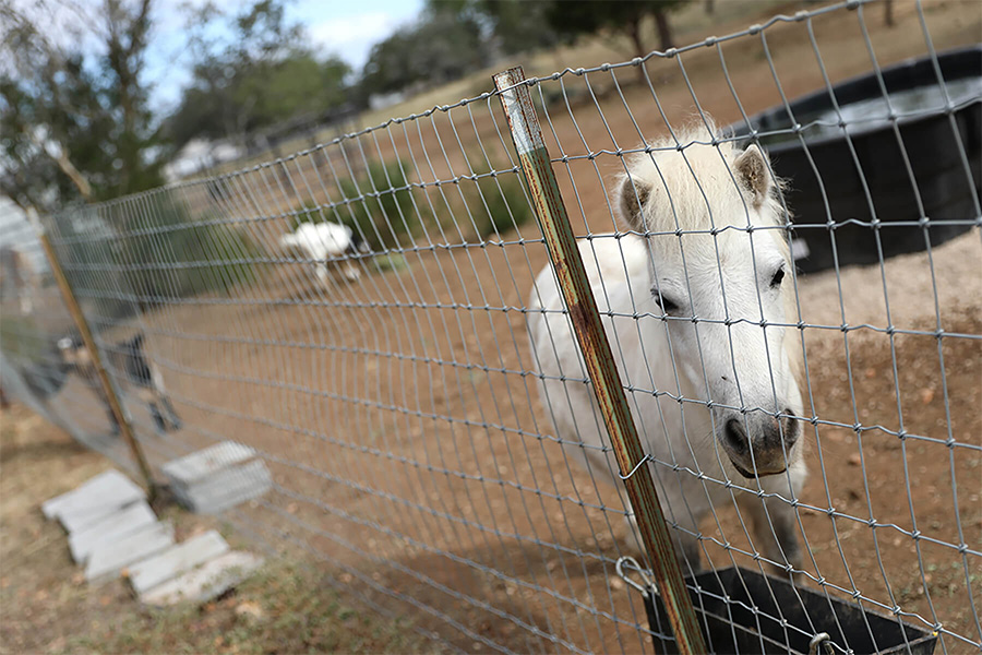minihorse-at-our-addiction-and-trauma-treatment-facility.jpg
