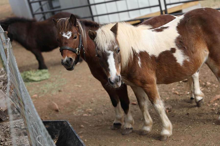 ponies-at-our-drug-and-alcohol-addiction-and-trauma-treatment-facility.jpg
