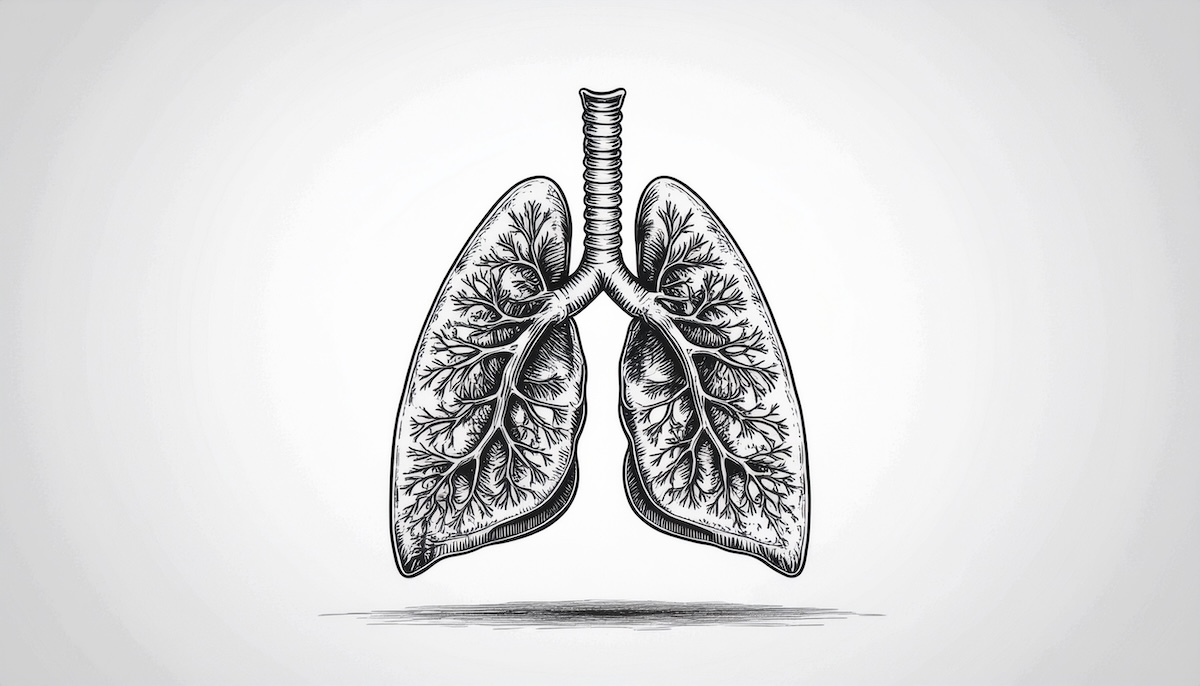 Illustration of lungs