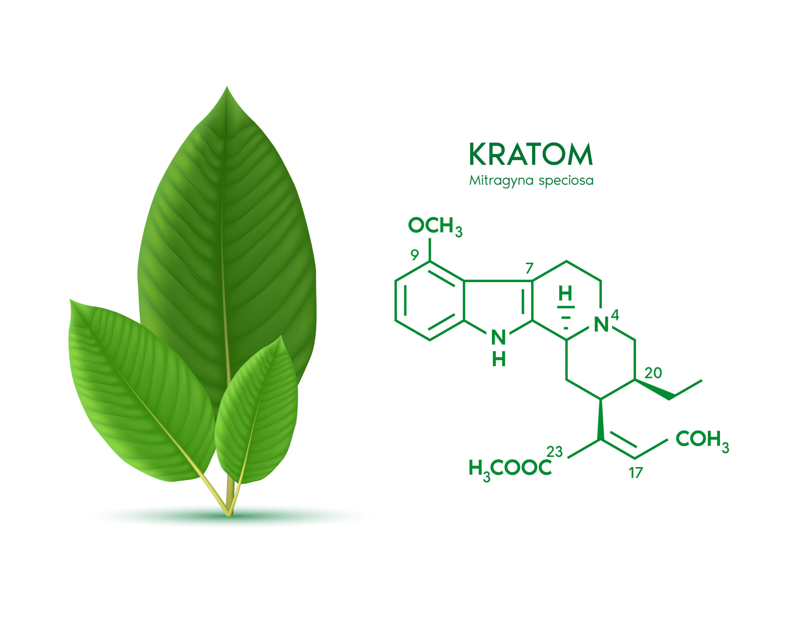 What Is Kratom & How It Works